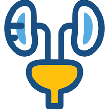 Урология (ПП) (ВО, 504ч.)