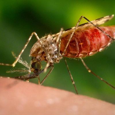 Актуальные вопросы малярийной инфекции в современных условиях